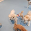 좋은유치원 | 잠실 강아지 유치원 호텔 정착기, 발땀나도록 발품찾아 드디어 좋은 포울린애견유치원을 알게된 후기!