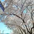 일봉목장 | 2023년 서산 벚꽃축제 , 서산 해미읍성, 팔봉산, 개심사, 서산한우목장