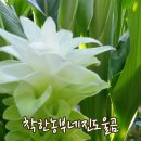 진도울금 이미지