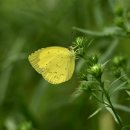 노랑나비 이미지