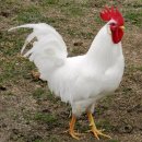 레그혼 (Leghorn) 국가별 표준 정보 이미지