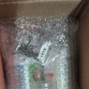 우성농원 | [식물 퀘스트] 프로개 님의 벨라 수경재배 도전기! 🌿 호야 벨라 알보와 함께하는 식집사 일상 ✨