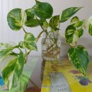 둘이이비인후과의원 이미지