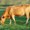 우보만리 이미지