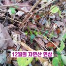 해선건강원