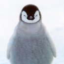 돌고래와펭귄 이미지