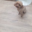 스담멍스 이미지