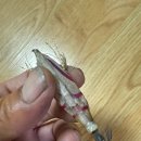 YL 컴퍼니 | 중국산 국내 갑오징어 에기들 사용후기및 개선해야할점 (YL TK 등등)