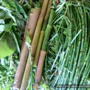 백초(여) 이미지