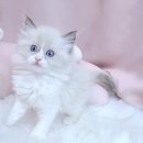 분당고양이분양 고사남 | 분당고양이분양 알아보다가 발견한 특별한 경험담