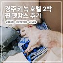 캉스펫 | 경주 키녹호텔 2박, 반려견과 펫 캉스 리얼 후기