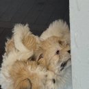 스니프 아틀라스 이미지