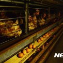 단식농장 이미지