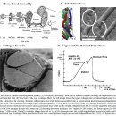 dense connective tissue인 ligament, tendon의 최적의 재생 전략은 무엇인가? 이미지