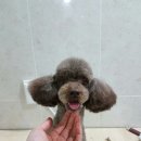 응답하라 몽몽이 이미지