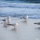 부산갈매기 이미지