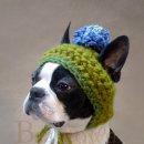 애견세계 이미지