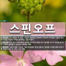 스핀오프