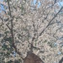 천제연로 이미지