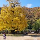 의령 세간리 은행나무 이미지