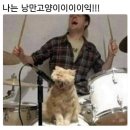 낭만고양이 이미지