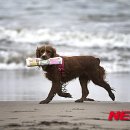 서당개 뉴시스