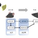 뇌 속 자명종 신경회로 발견됐다 이미지