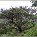 신성교회 민간 개방화장실 | 와운천년송