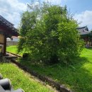 석성동헌 탱자나무 이미지