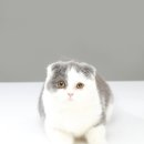 삼마네개냥이 이미지