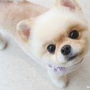 그루밍125 이미지