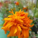 메리골드 이미지