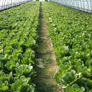 기운농장 이미지