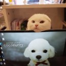 디어마이펫(DEARMYPET) 이미지