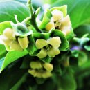 감꽃향기 이미지