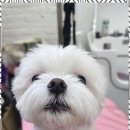 오늘도 예쁘개 이미지