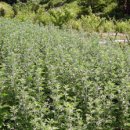 어남약쑥 이미지