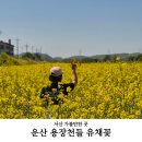 용장천 | 충남 서산 가볼만한 곳 운산 용장천들 가족 나들이 유채꽃 끝판왕
