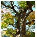 천연기념물 297호 원주 대안리 느티나무 이미지