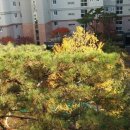 포레스트51 이미지