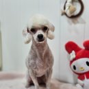 메리몰펫샵(사직점) 이미지