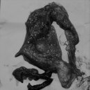 바우동물병원 이미지