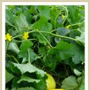 (20170708) 토마토, 가지 순치기/지주대 정비, 단호박/참외/부추/상추/가지/고추 수확 이미지