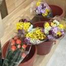 소샘농장 | 이번 주, 방어와의 재회