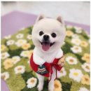 펫러버 그루밍 이미지