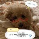옥돌식당 - 창원시 진해구 태평로 1 | [군산 맛집] 선유도 오션뷰 고깃집 옥돌식당 주말 오픈런/애견 동반 후기