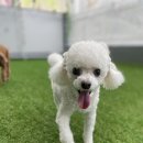 모글리몽 이미지