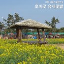 대보중학교 | 포항 호미곶 유채꽃 개화 실시간 궁금해서 찾고 있다면 클릭!