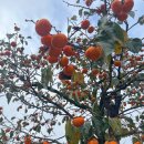 비탈길굽이돌아 이미지