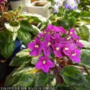 바이올렛 이미지